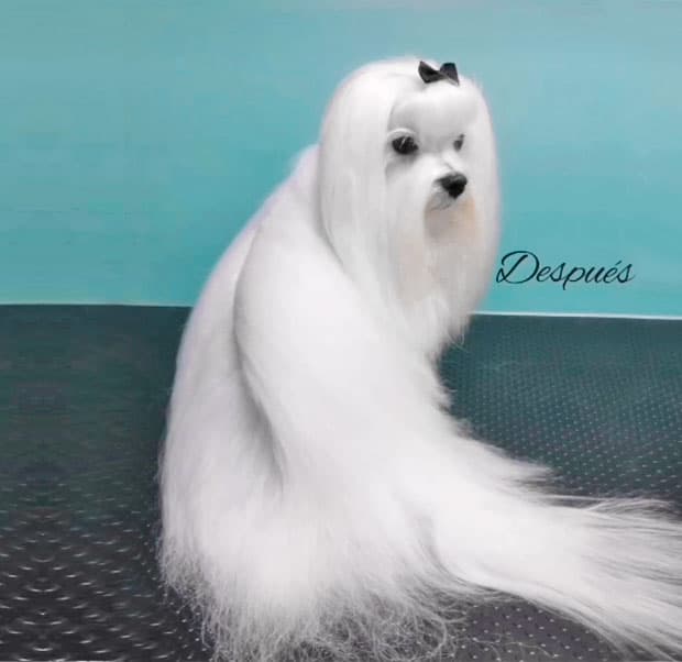 Servicio de peluquería en Pontevedra