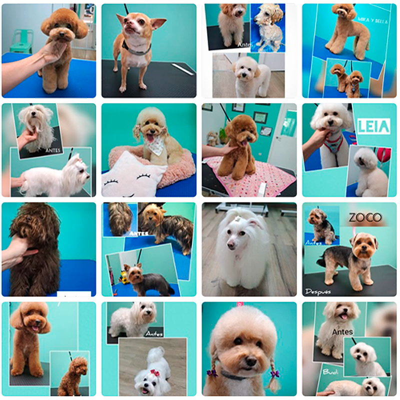 Descubre las redes sociales de Salón Peluquería Canina Pontevedra