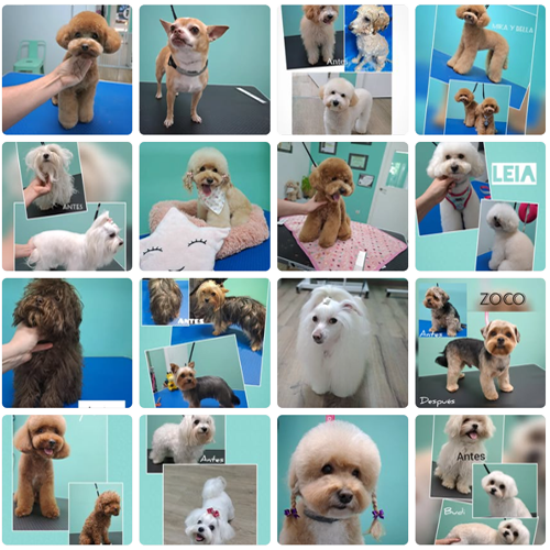 Salón de Peluquería Canina Pontevedra, nuestras redes sociales