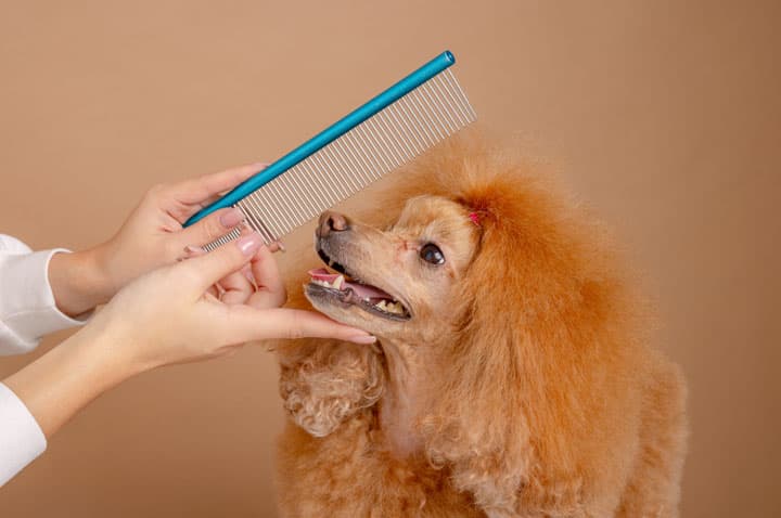 Salón de Peluquería Canina Pontevedra