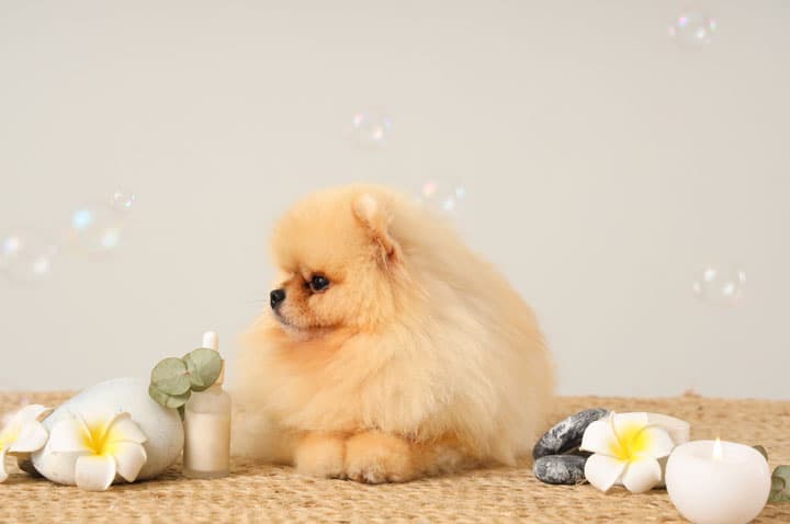 El centro de peluquería y estética ideal para tu perro