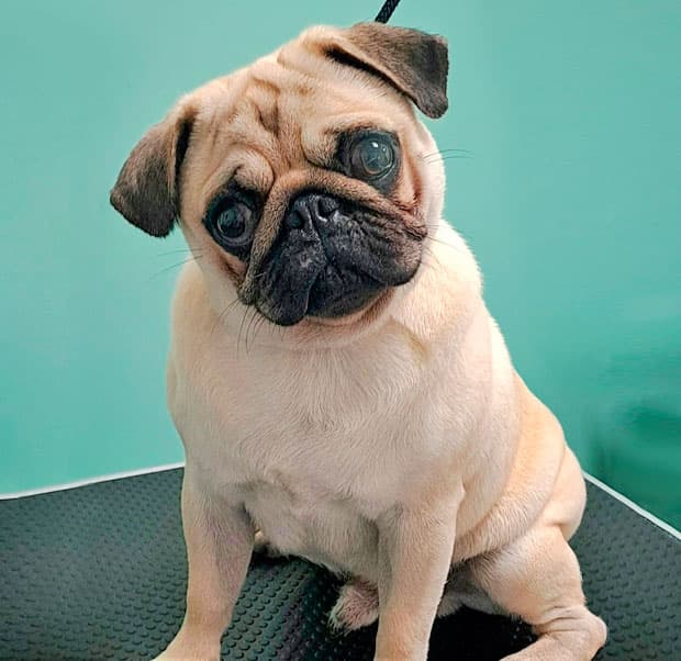Tienda para perros en Pontevedra