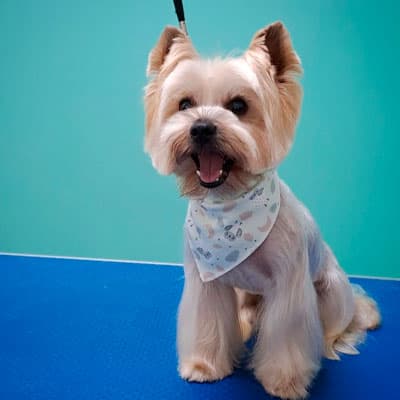 Salón de Peluquería Canina Pontevedra