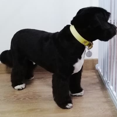 Peluquería y tienda especializada en Pontevedra