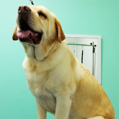 Peluquería y tienda especializada en Pontevedra