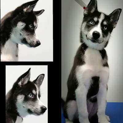 Peluquería y tienda especializada en Pontevedra