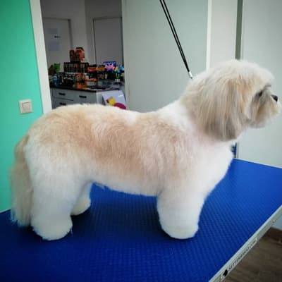 Trabajos del Salón de Peluquería Canina Pontevedra