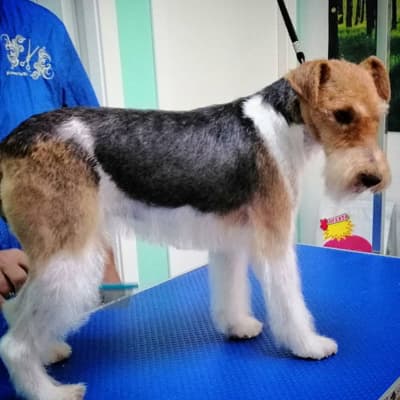 Peluquería y tienda especializada en Pontevedra
